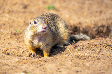 European ground squirrel, Spermophilus citellus, aka European souslik. Small cute rodent in natural habitat