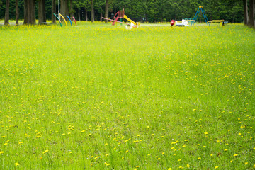 児童公園と西洋タンポポ © fotoriatonko