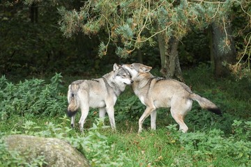Fototapeta premium Wolves playing in the nature