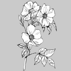 drawing a pencil in gray colors of a branch with flowers and leaves of wild rose