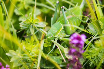 Big green grass hopper hiding in green grass