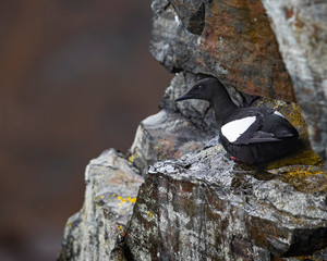 Guillemots