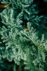 Pine plant,close up