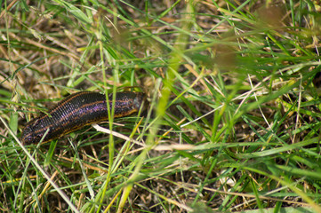 Leech crawling on the grass.Close up.Macro mode.Photo.