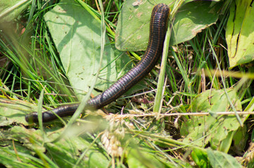 Leech crawling on the grass.Close up.Macro mode.Photo.