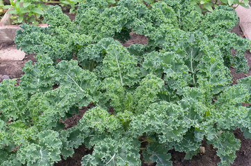 Kale cabbage growing in a garden ready to be harvested