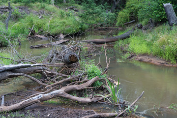 Dzika nieuregulowana rzeka płynąca przez las.