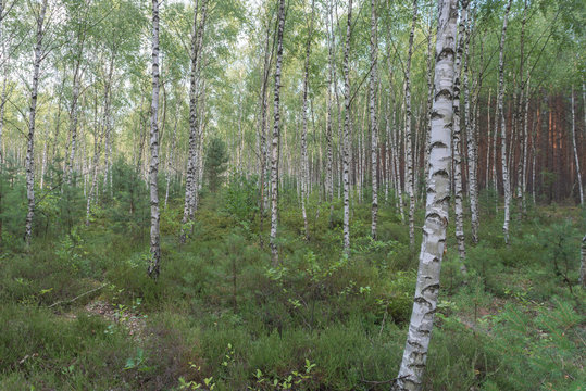 Brzozowy las jesienią.