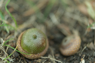 Dębowe żołędzie leżące na leśnej ściółce. © boguslavus
