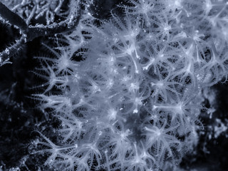 Red Coral on Mediterranean reef