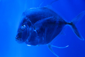 Selena vomer. Fish in the night, sea background for a screensaver