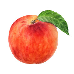 Fototapeta na wymiar Peach fruit watercolor isolated on white background