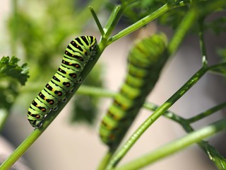 パセリを食べるキアゲハの幼虫