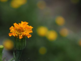 アフリカンマリーゴールドの花