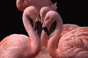 Gruppe Flamingos auf schwarzem Hintergrund