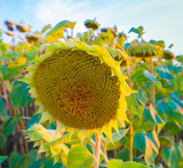 sunflower in the field of sunflowers on background of blue sky