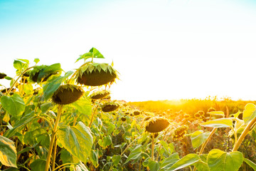 sunflower in the field