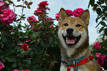 Smiling Shiba Inu dog poses in front of a rose garden