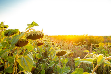 field of sunflowers and blue sky