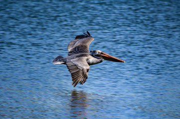 Pelican with open wings flying low over the ocean