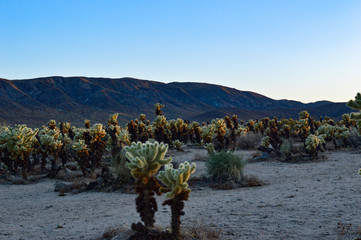 The Cholla Cactus Garden located in Joshua Tree National Park bathed in the dying light of the summer sun
