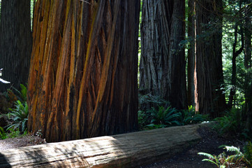 Light shining through the trunks of the Redwood Forest
