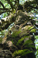 Ferns grow amongst moss up a tree trunk in the Redwood Forest
