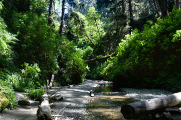 View from the belly of Fern Canyon in Redwoods National Park, California