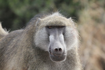 Baboon male in Botswana