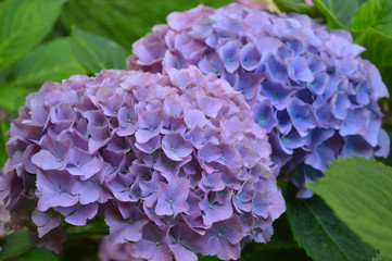 Close-up photo of two lush blue and purple hydrangeas