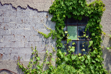 Lush ivy creeps up an old brick wall and engulfs a dirty window pane in an abandoned building
