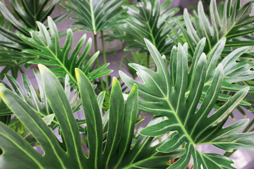 Houseplant palm. big green leaves of monstera and other plants. florist modern decoration or design.