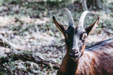 Portrait d'une chèvre au pelage brun