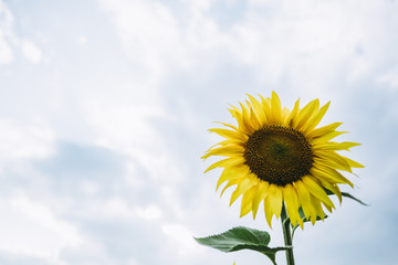 Obraz premium Tournesol en fleur avec un ciel estival