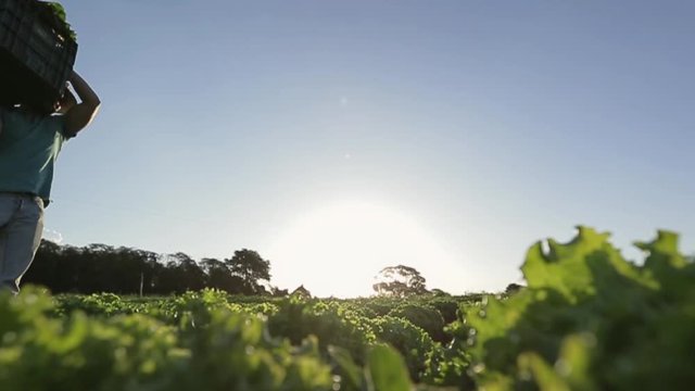 At sunrise, the farmer carries the box of manual subsistence harvest.