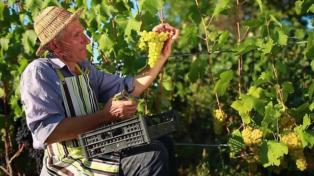 Farmer gathering crop of grapes on ecological farm. Woman cutting green delight table grapes with pruner and kissing it before putting in box. Gardening