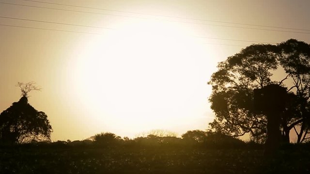 At sunset, the farmer carries the box of manual subsistence harvest.