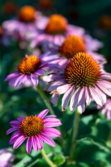 Purple Coneflowers (Echinacea) in Garden with Soft Focus Background