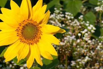 Fototapeta premium bright sunflowers on a large field on a sunny day