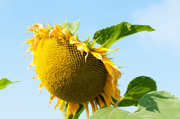 bright sunflowers on a large field on a sunny day