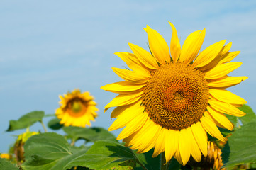 Naklejka premium bright sunflowers on a large field on a sunny day