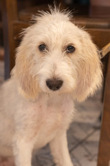 Griffon de Vendeen puppy dog looking at the camera