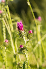 Thistle flower. The symbol of Scotland. Vertical summer photo of a plant.
