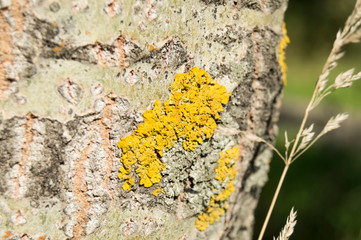 Photo of a yellow lichen on a tree bark. Summer natural photo