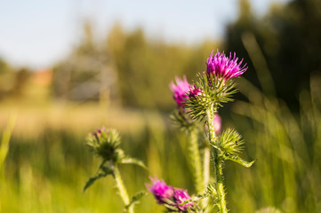 Thistle flower. The symbol of Scotland. horizontal sunny summer nature background. Botanical photo
