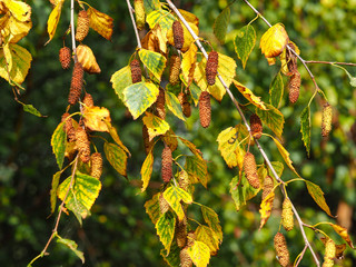 Leaves and catkins on a young silver birch tree in early autumn, England
