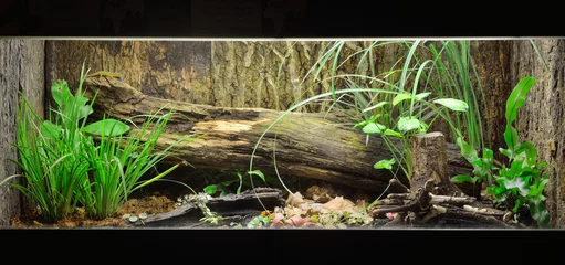 Foto op Canvas Tropical environment terrarium layout with exotic greens and a log © Aastels