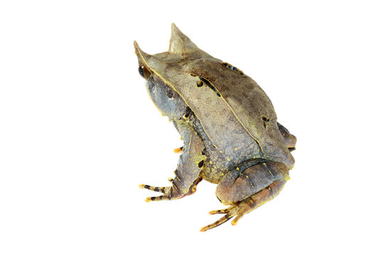 The long-nosed horned frog Megophrys nasuta isolated on white