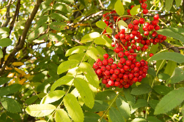 Photo of red fruits and leaves of mountain ash. Autumn nature
