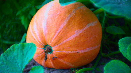 Huge orange vegetable in garden - beautiful pumpkin - big and healthy